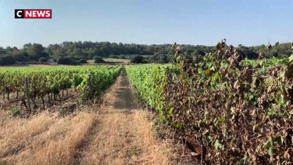 Download Video: Canicule : les récoltes brûlées dans certains vignobles