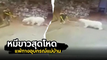 นาที พนง. สาว หยุดการจู่โจมของหมีขาว ด้วยอุปกรณ์แม่บ้าน