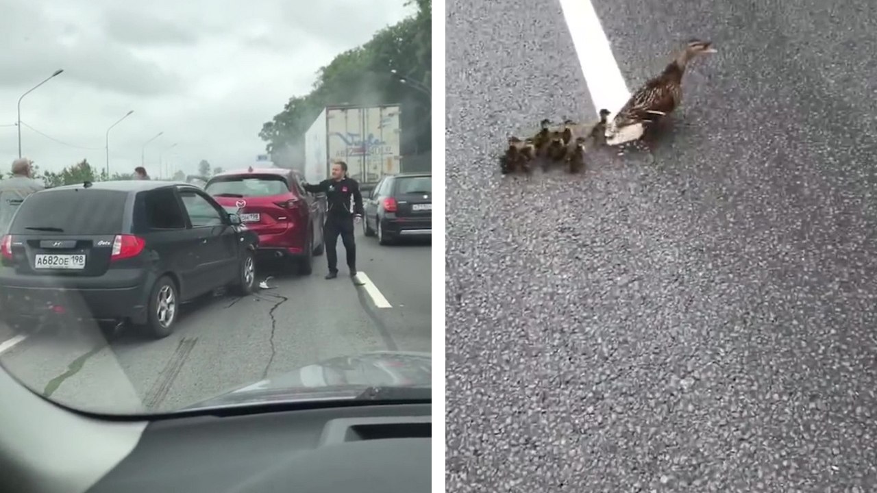 Un accident sur l'autoroute causé par des poussins qui traversaient la route