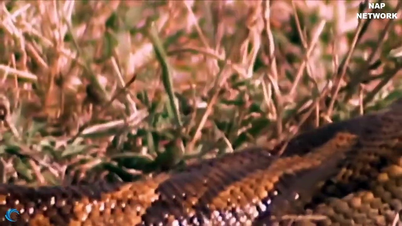 The silent Giant Python attack, swallowed the Antelope easily - Antelope poor no way out