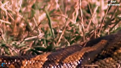 The silent Giant Python attack, swallowed the Antelope easily - Antelope poor no way out