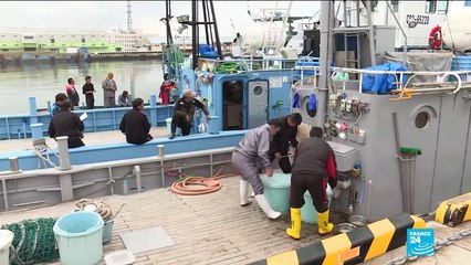 Au Japon, la chasse commerciale à la baleine de nouveau autorisée
