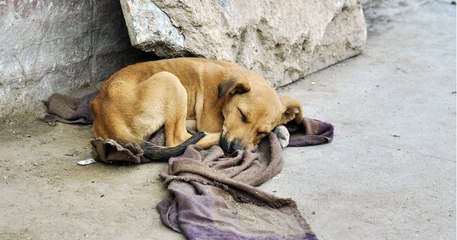 Face à l'abandon des animaux, 240 députés proposent une loi « pour en finir »