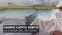 Uno squalo attacca un pesce istrice e ne paga le conseguenze
