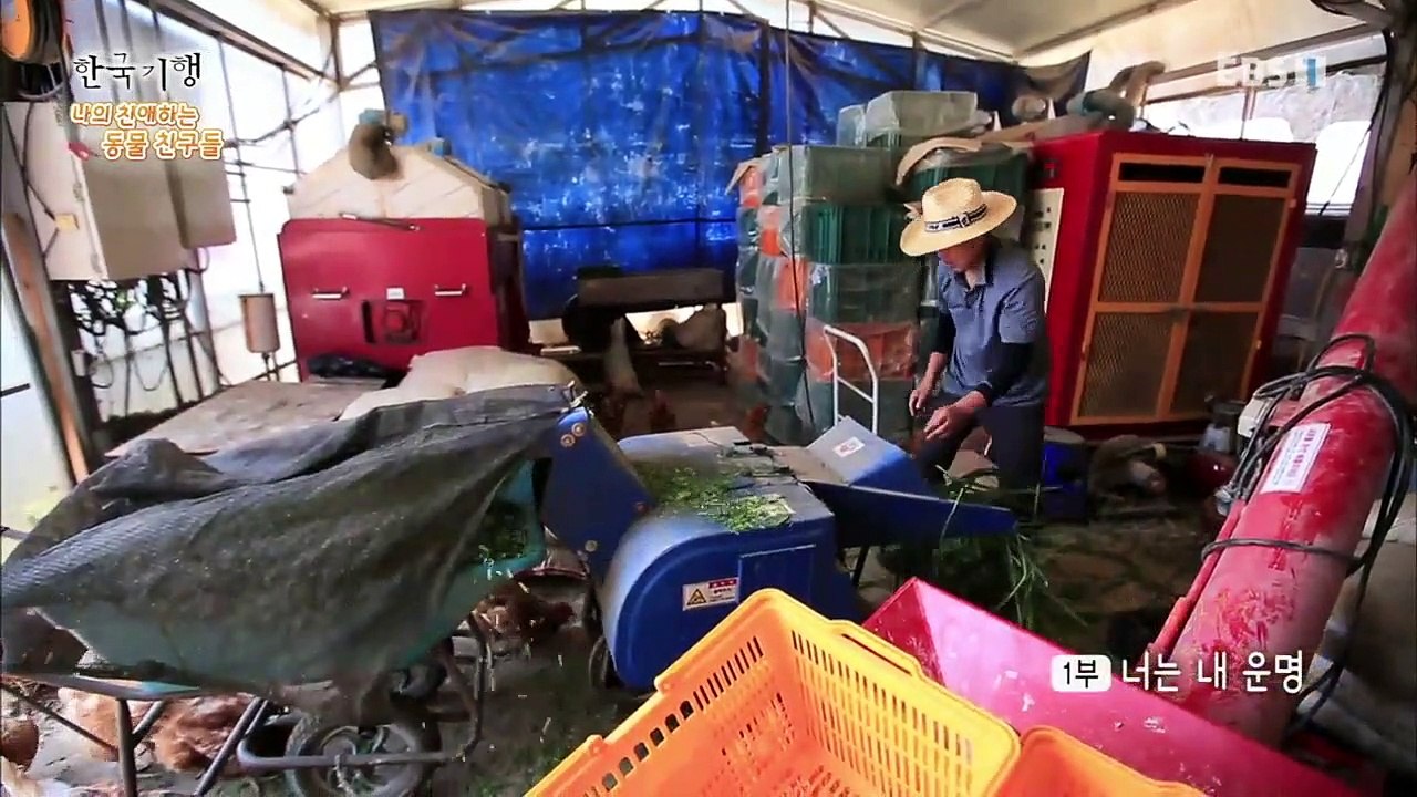 한국기행 - Korea travel_나의 친애하는 동물 친구들 1부- 너는 내 운명_...
