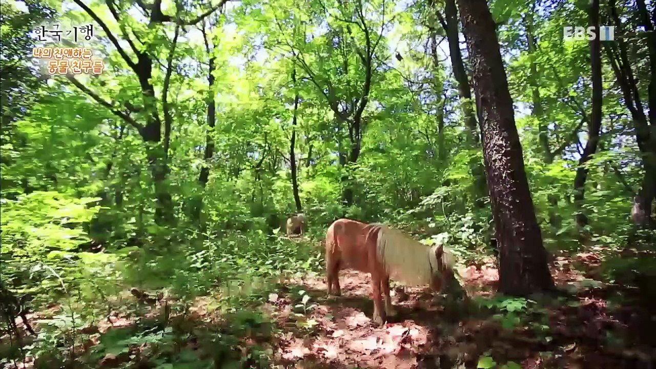 한국기행 - Korea travel_나의 친애하는 동물 친구들 1부- 너는 내 운명_...