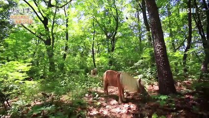 한국기행 - Korea travel_나의 친애하는 동물 친구들 1부- 너는 내 운명_#001