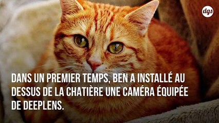 Cet ingénieur a programmé une IA qui éduque son chat à ne plus ramener d'animaux morts à la maison