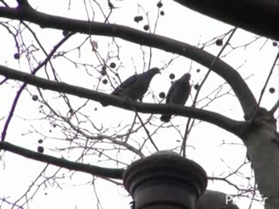 La Ville prend en charge les pigeons…