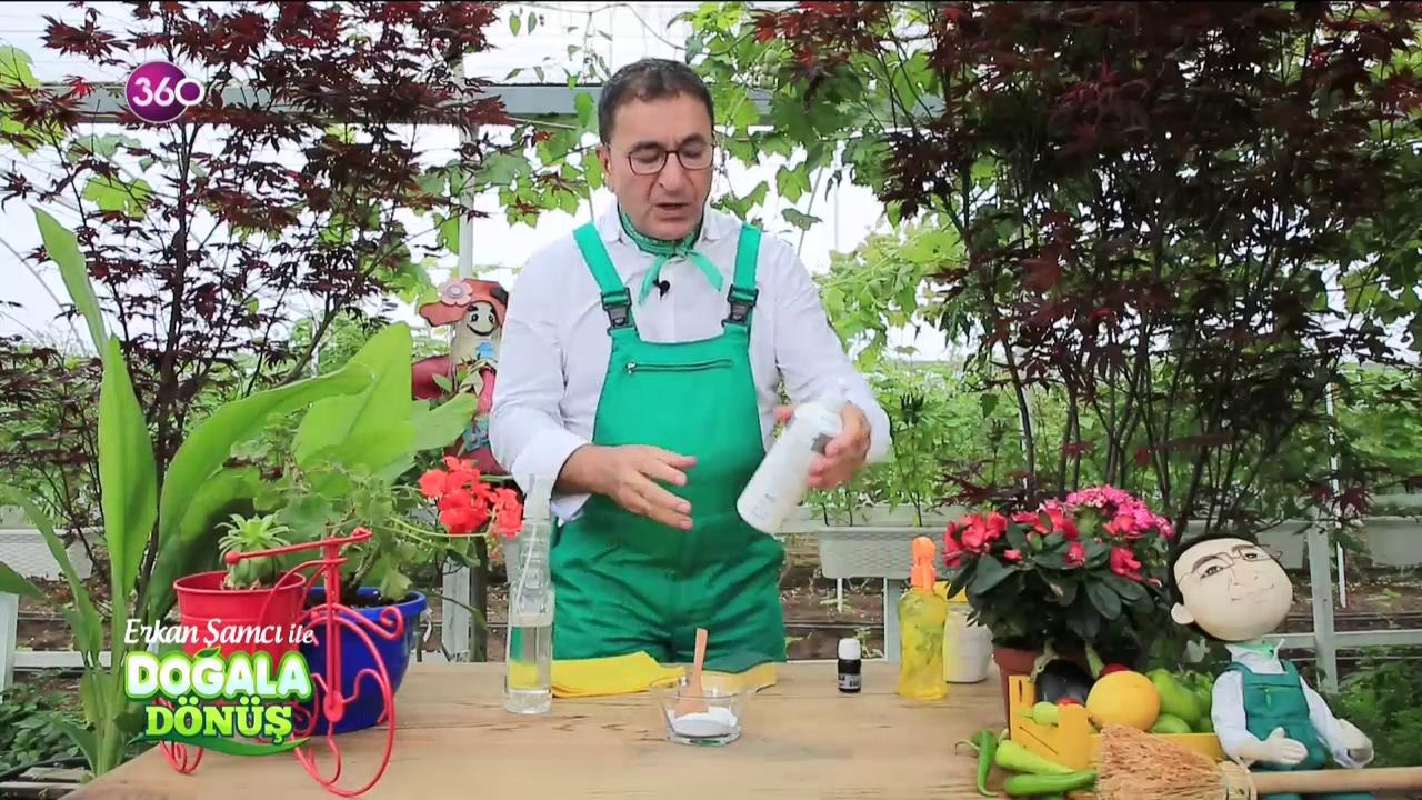 Doğala Dönüş