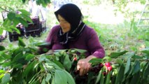 Emekli öğretmen meyve bahçesi kurdu - SİVAS