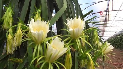 Ejder meyvesi çiftçinin yeni geçim kaynağı oldu