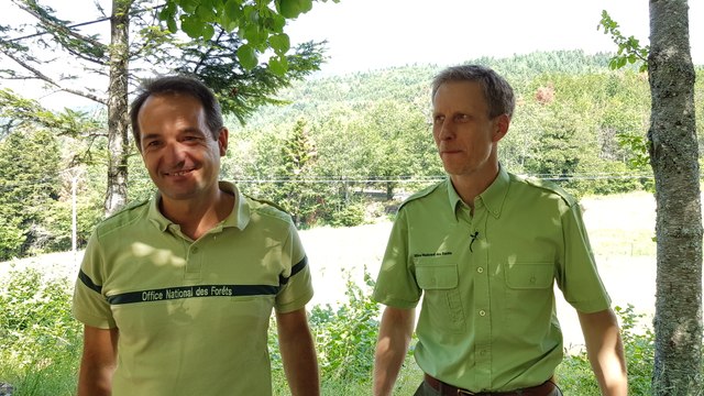 Le sapin des vosges meurt de soif