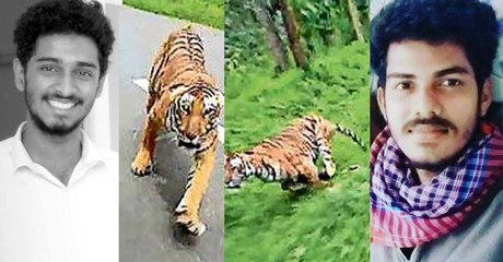 കിട്ടി ആ കടുവ വയനാട്ടിലെ തന്നെ