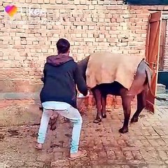 Funny boy playing with cow