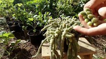 how to grow cactus from cuttings Aporocactus flagelliformis (snake cactus)