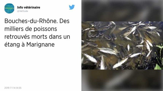 Bouches-du-Rhône. Des milliers de poissons retrouvés morts dans un étang à Marignane