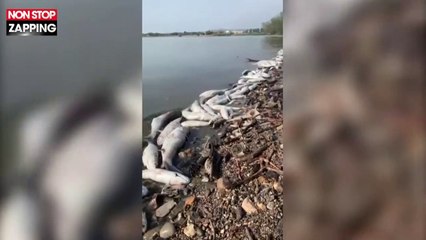 Canicule : Des milliers de poissons retrouvés morts dans le Bolmon (vidéo)