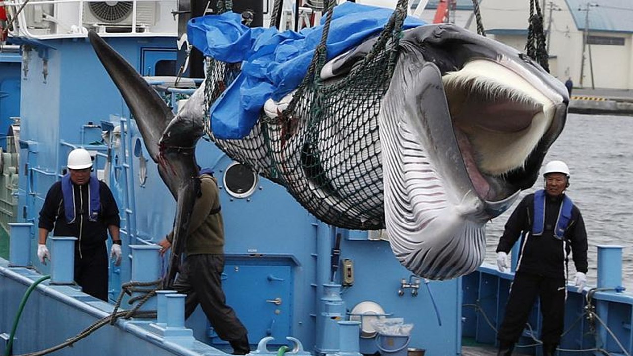 Japan jagt wieder Wale