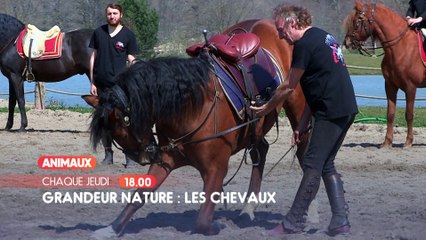 Chevaux - Grandeur Nature