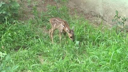 Yaralı karaca yavrusuna jandarma sahip çıktı