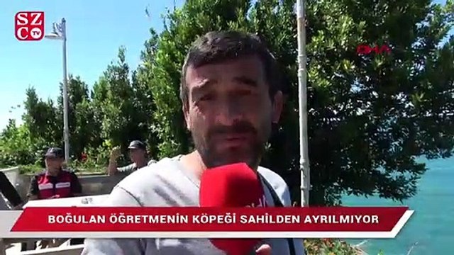 Denizde boğulan öğretmenin köpeği sahilden ayrılmıyor