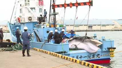 Japão retoma caça comercial de baleias após mais de 30 anos