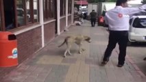 Antalya'da tebessüm ettiren görüntü... Belediye personelinin nezaketi, sokak köpeğini yerinde etti