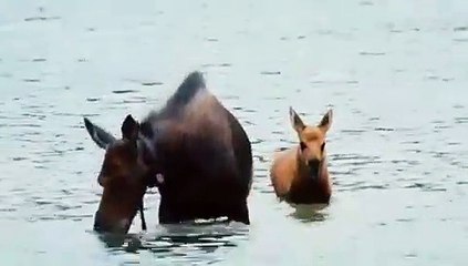 Regardez cet élan et son petit buvant dans l'eau. Magnifique spectacle !