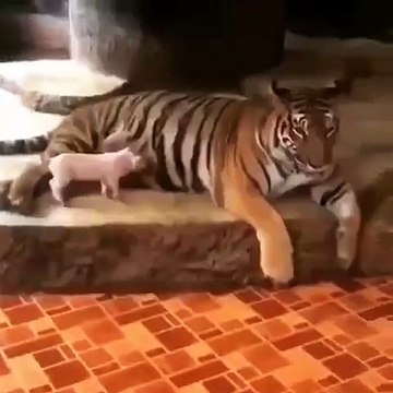 Voici ce qui arrive quand un petit cochon confond une tigresse à sa maman. Hilarant !