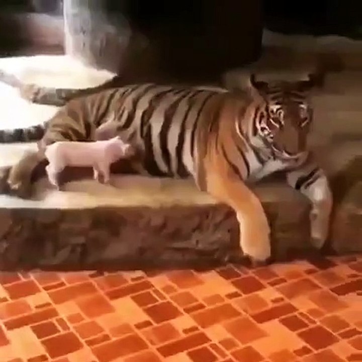 Voici ce qui arrive quand un petit cochon confond une tigresse à sa maman. Hilarant !