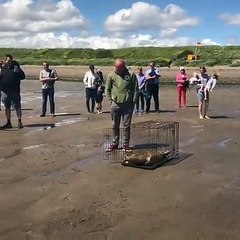 Admirez cet acte héroïque d'une association qui remet les animaux en nature. Émouvant !