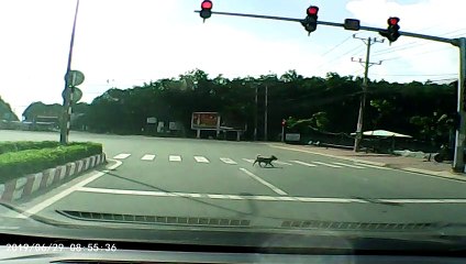 Pedestrian Puppy Uses Crosswalk
