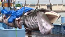 Japón vuelve a cazar ballenas con fines comerciales
