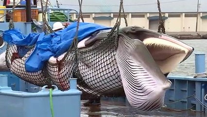 Japón vuelve a cazar ballenas con fines comerciales