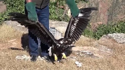 Siirt'te bulunan yaralı kartal tedavi edildi