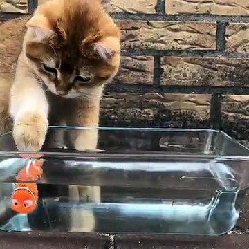 Ce chat adore observer son poisson nager dans l'aquarium. Trop mimi !
