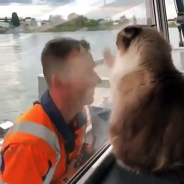 Cette magnifique chatte veut chasser l'intrus qui lui gâche la vue. A mourir de rire !