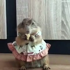 Cette jolie écureuil dans sa robe déguste son goutter. Trop cute !