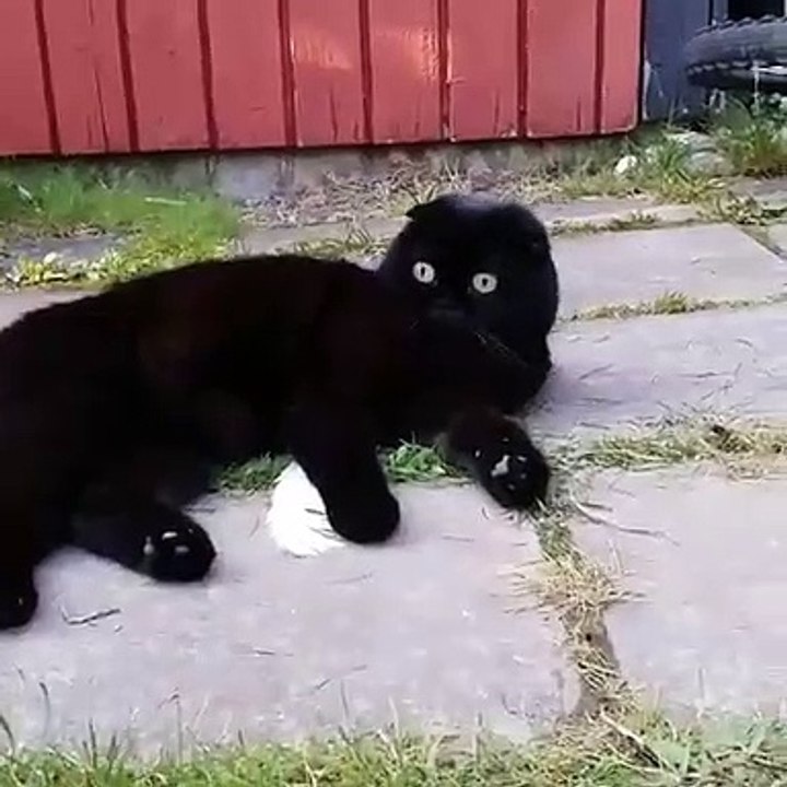Incroyable mais vrai ! Les yeux de cette chatte sont uniques au monde. Regardez !