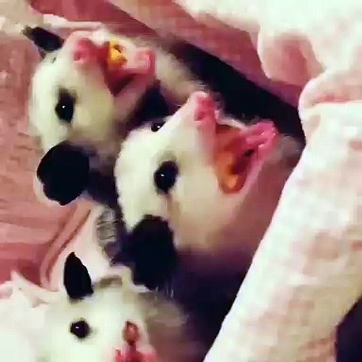Des opossums qui mangent est la plus belle des images. Admirez !