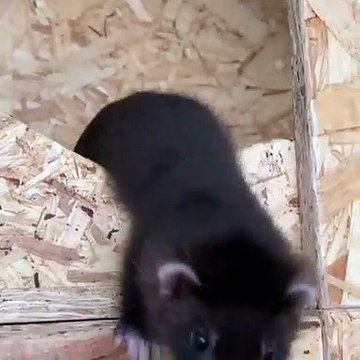 Ces magnifiques bébés furets vont vous faire fondre. Admirez les !