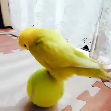 C'est trop cute ! Regardez comment ce perroquet joue avec une balle de tennis qui lui ressemble !