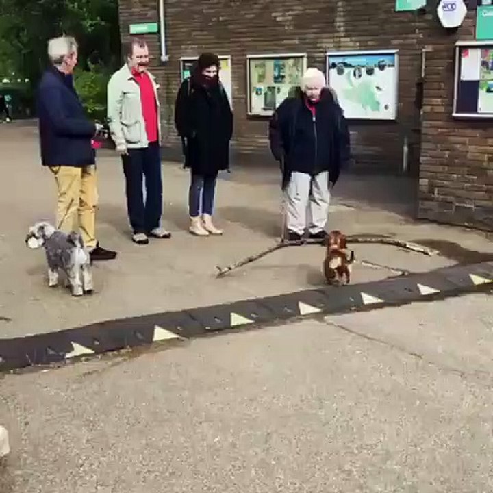 Touchant ! Ce chiot enleve une branche de bois pour permettre à un handicapé de passer !