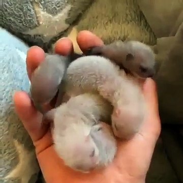 Bébés bruyants ! Admirez ces bébés furets qui viennent de naître.