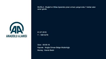 Milas'ta orman yangını - MUĞLA