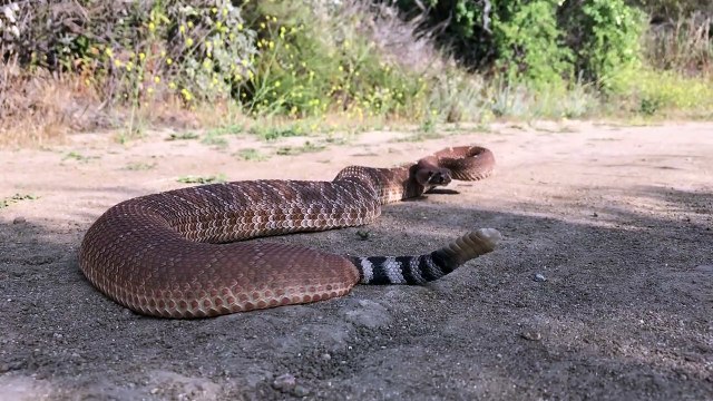 La taille de ce serpent à sonnette est impressionnante (Orange County, CA)