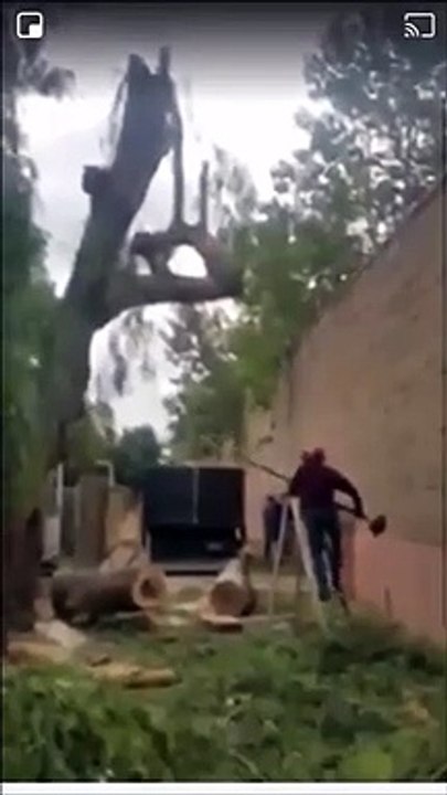 Un bucheron fini KO, assommé par l'arbre qu'il vient de couper