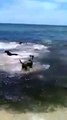 Un chien sur le point de se faire manger par un requin, sauvé par d'autres chiens !