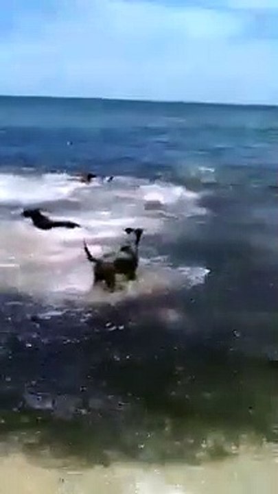 Un chien sur le point de se faire manger par un requin, sauvé par d'autres chiens !